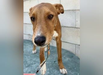 Lince, anhänglich und verspielt