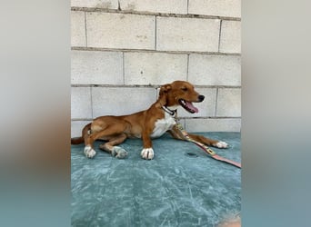 Lince, anhänglich und verspielt