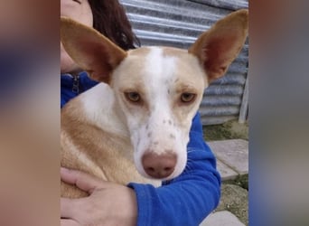 Liebevolle Podenca sucht endlich ihr Glück - Tina wartet schon viel zu lange