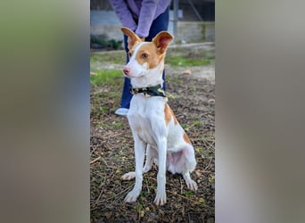 Casillas, ein freundlicher sozialer Junghund