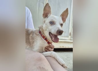 Dylan, ein goldenes Herz sucht Zuhause