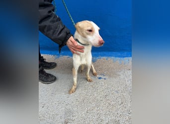 Atreu, freundlich und sehr sozial