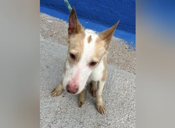 Atreu, freundlich und sehr sozial