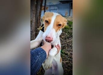 Casillas, ein freundlicher sozialer Junghund