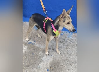 Ariana - große Ohren, wacher Blick und bereit für ein neues Kapitel