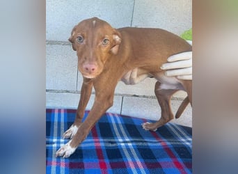 Dolce, bereit die Welt zu entdecken