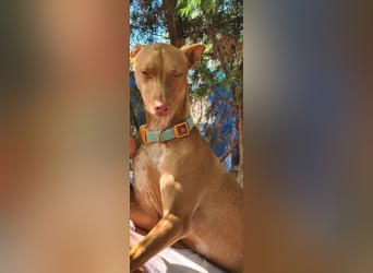 Mango, er sollte erhängt werden