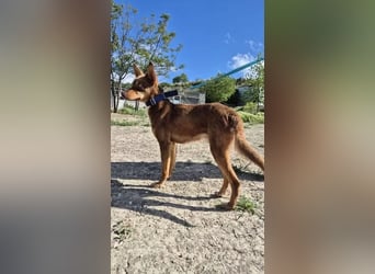 Byron, ein verschmuster sozialer Schatz