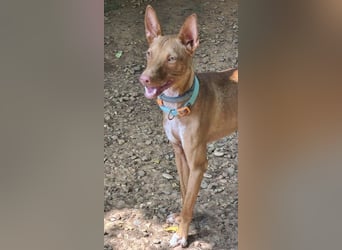 Mango, überlebte und hofft auf sein Glück