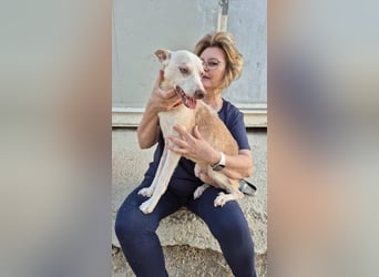 Dylan, ein goldenes Herz sucht Zuhause