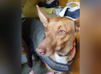 Ween, freundliche zarte Podi Hündin