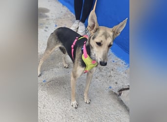 Ariana - große Ohren, wacher Blick und bereit für ein neues Kapitel