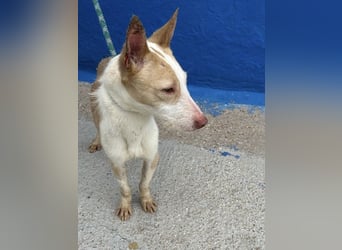 Atreu, freundlich und sehr sozial