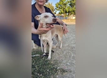 Dylan, notfall! Senior sucht dringend ein warmes Körbchen