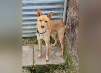 Nico, fast 2 Jahre im Tierheim