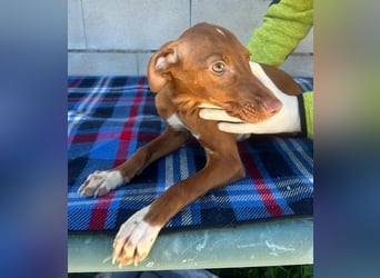 Dolce, bereit die Welt zu entdecken