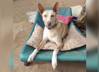 Soldado, freundlich und sehr sozial