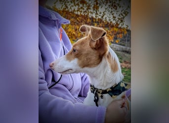 Casillas, ein freundlicher sozialer Junghund