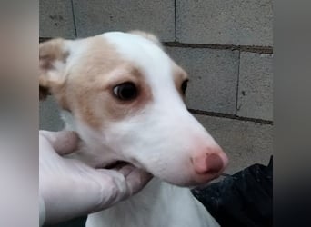 Matias, ein lustiger kleiner Bube