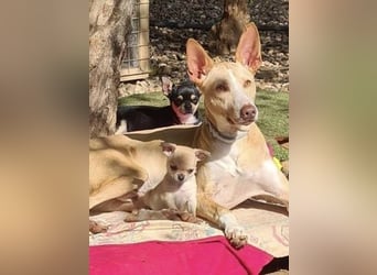 Soldado, freundlich und sehr sozial