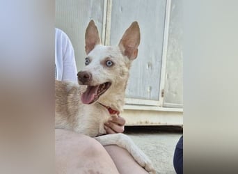 Dylan, notfall! Senior sucht dringend ein warmes Körbchen