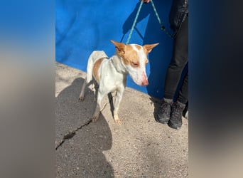 Rayos, hofft auf seine Chance