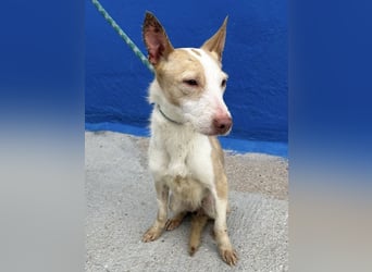 Atreu, freundlich und sehr sozial