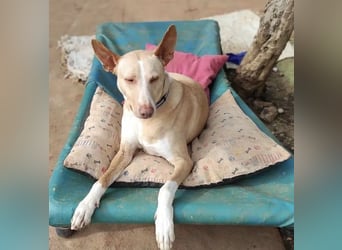 Soldado, freundlich und sehr sozial