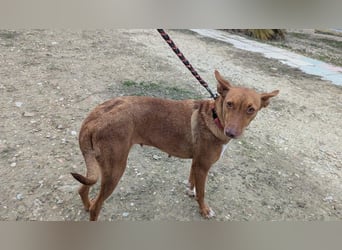 Ween, freundliche zarte Podi Hündin