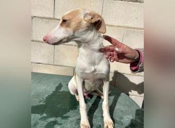 Matias, ein kleiner freundlicher Podi Bube