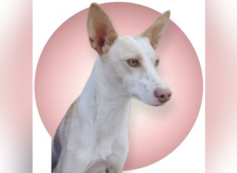 Tina, eine tolle Podenca