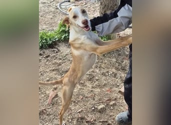 Liebevolle Podenca sucht endlich ihr Glück - Tina wartet schon viel zu lange