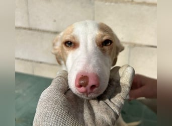 Matias, ein lustiger kleiner Bube