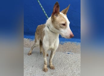 Atreu, freundlich und sehr sozial