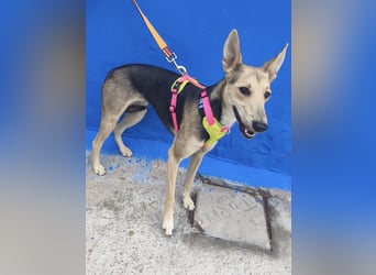 Ariana - große Ohren, wacher Blick und bereit für ein neues Kapitel