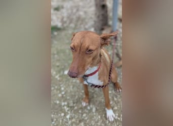 Ween, freundliche zarte Podi Hündin