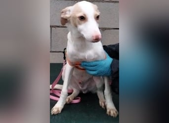 Matias, ein kleiner freundlicher Podi Bube