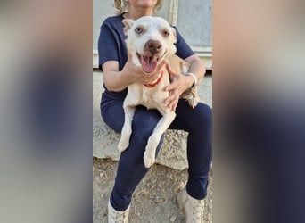 Dylan, ein goldenes Herz sucht Zuhause