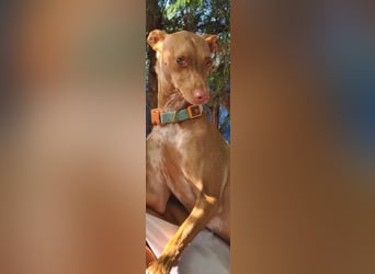 Mango, überlebte und hofft auf sein Glück