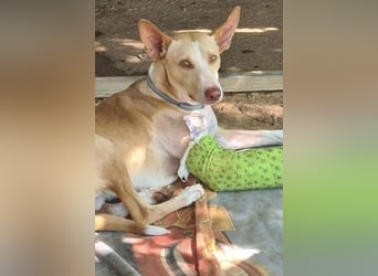 Soldado, freundlich und sehr sozial