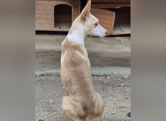 Liebevolle Podenca sucht endlich ihr Glück - Tina wartet schon viel zu lange