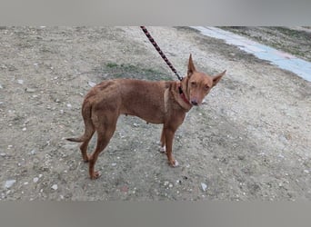 Ween, freundliche zarte Podi Hündin