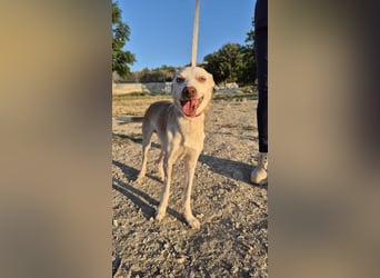 Dylan, notfall! Senior sucht dringend ein warmes Körbchen