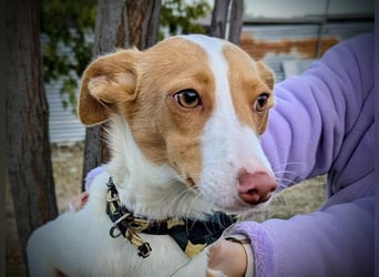 Casillas, ein freundlicher sozialer Junghund