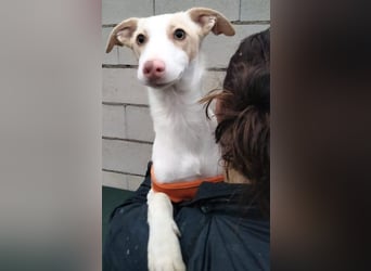 Matias, ein kleiner freundlicher Podi Bube