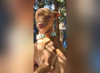 Mango, überlebte und hofft auf sein Glück