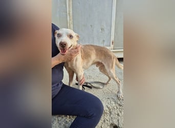 Dylan, notfall! Senior sucht dringend ein warmes Körbchen