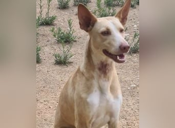 Soldado, freundlich und sehr sozial