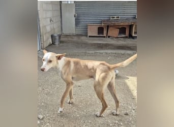 Liebevolle Podenca sucht endlich ihr Glück - Tina wartet schon viel zu lange