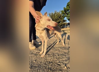 Dylan, ein goldenes Herz sucht Zuhause